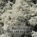 OLEARIA cheesemanii  