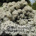 OLEARIA cheesemanii  