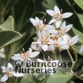 Small image of OLEARIA