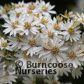 Photo of OLEARIA x scilloniensis  