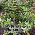 OSMANTHUS armatus  