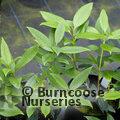 OSMANTHUS decorus  