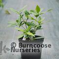 OSMANTHUS decorus  