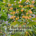 OSMANTHUS fragrans f.aurantiacus  