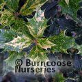 Small image of OSMANTHUS