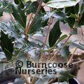 OSMANTHUS heterophyllus 'Purpureus' 