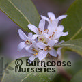 Small image of OSMANTHUS