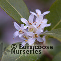 OSMANTHUS x 'Burkwoodii'  