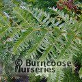 HARDY FERNS Osmunda regalis  