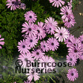 OSTEOSPERMUM   