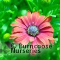 OSTEOSPERMUM SummerSmile 'Cardinal'  