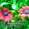 OSTEOSPERMUM SummerSmile 'Cardinal'  