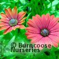 OSTEOSPERMUM SummerSmile 'Cardinal'  