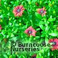 OSTEOSPERMUM SummerSmile 'Cardinal'  