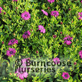 OSTEOSPERMUM 'Tresco Purple'  