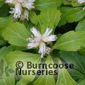 Small image of PACHYSANDRA