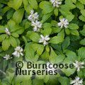 Small image of PACHYSANDRA
