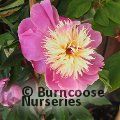 PAEONIA 'Bowl of Beauty'  