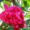 PAEONIA 'Felix Crousse'  