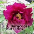 PAEONIA suffruticosa black 