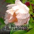PAEONIA suffruticosa pink-white 