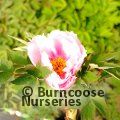 PAEONIA suffruticosa pink-white 