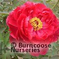 PAEONIA suffruticosa red 