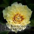 PAEONIA suffruticosa yellow 