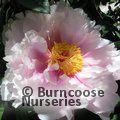 PAEONIA suffruticosa pink 