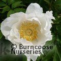 PAEONIA suffruticosa white 