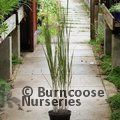 PANICUM virgatum 'Heavy Metal'  