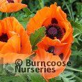 PAPAVER orientale 'Allegro' 