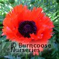 PAPAVER 'T&uuml;rkenlouis'  