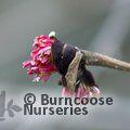 PARROTIA persica 'Vanessa' 