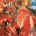 Small image of PARTHENOCISSUS