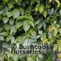 Small image of PARTHENOCISSUS