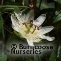 PASSIFLORA caerulea 'Constance Elliot' 