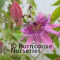 PASSIFLORA caerulea 'Rubra' 
