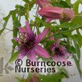 PASSIFLORA caerulea 'Rubra' 