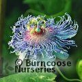 PASSIFLORA 'Cooltropics Eia Popeia'  