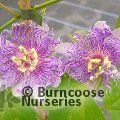 PASSIFLORA 'Cooltropics Eia Popeia'  