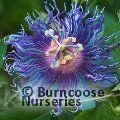 PASSIFLORA 'Cooltropics Eia Popeia'  