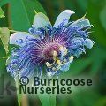 PASSIFLORA 'Cooltropics Eia Popeia'  