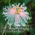 PASSIFLORA 'Cooltropics Snowstar'  