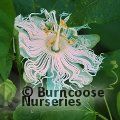 PASSIFLORA 'Cooltropics Snowstar'  