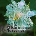 PASSIFLORA 'Cooltropics Snowstar'  