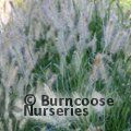 PENNISETUM alopecuroides 'Hameln' 