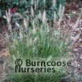 PENNISETUM alopecuroides 'Hameln' 