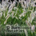 PENNISETUM alopecuroides 'Hameln' 