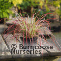 PENNISETUM x advena 'Fireworks' 
